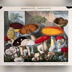 Vintage Mushroom Art Print